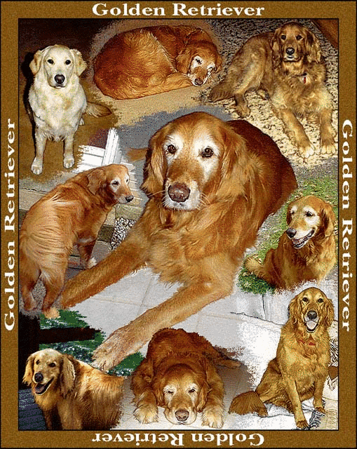 Golden Retriever Tapestry Afghan **